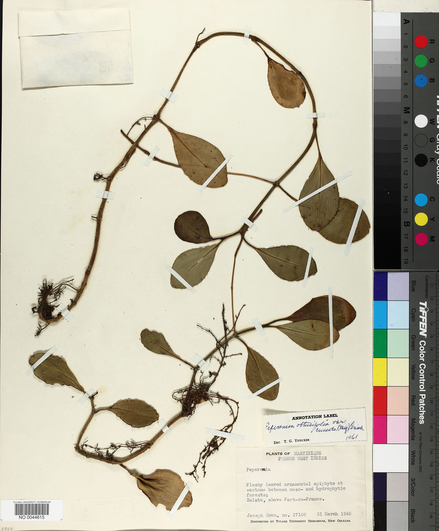 Peperomia obtusifolia var. cuneata image
