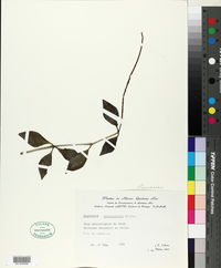 Peperomia pereskiifolia image