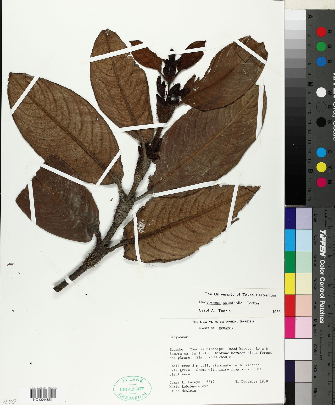 Hedyosmum spectabile image