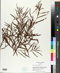 Salix interior image