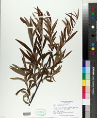 Salix bonplandiana image