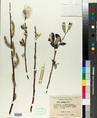 Salix breweri image