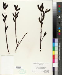 Salix gracilistyla var. melanostachys image