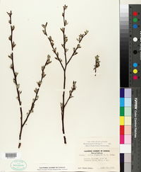 Salix jepsonii image