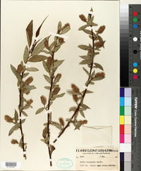 Salix lasiandra image