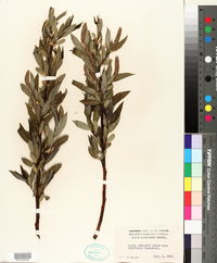 Salix lasiandra image