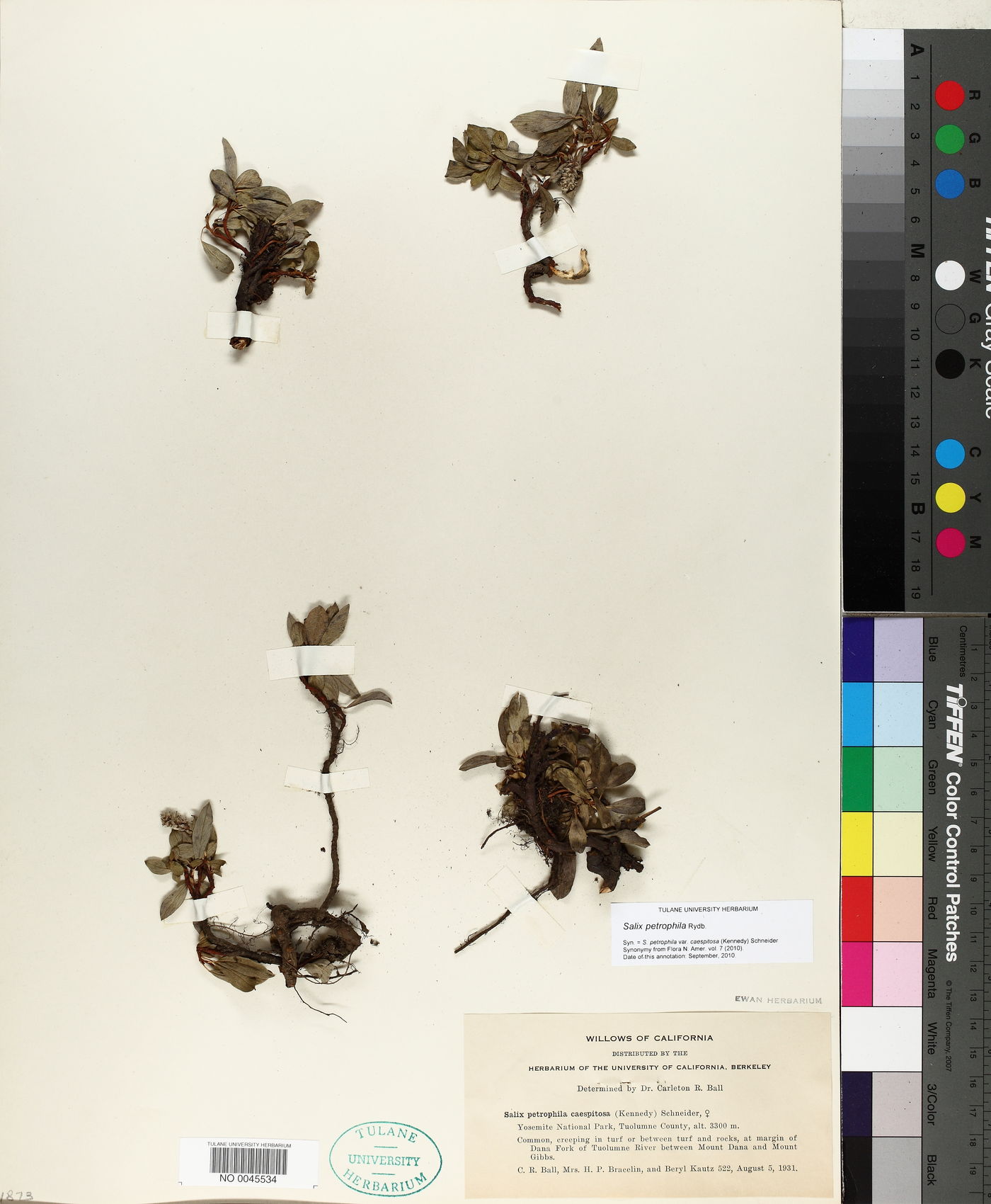 Salix petrophila image