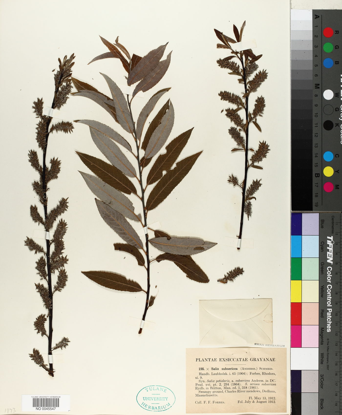 Salix petiolaris var. subsericea image