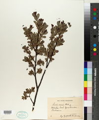 Image of Salix caesia