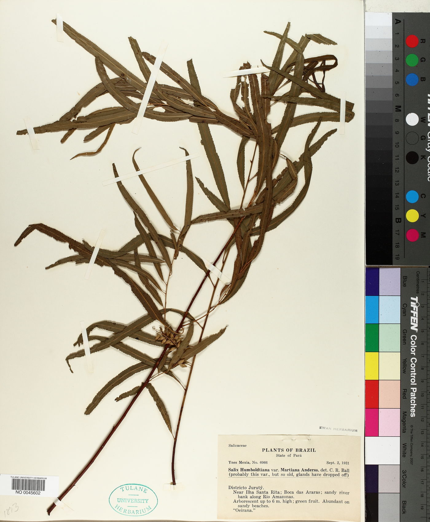 Salix humboldtiana var. martiana image