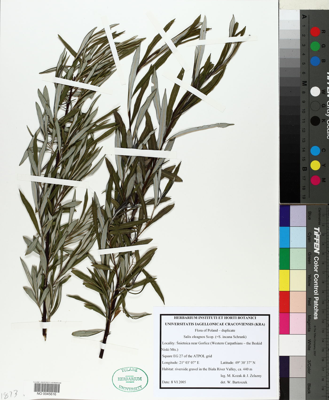 Salix eleagnos image