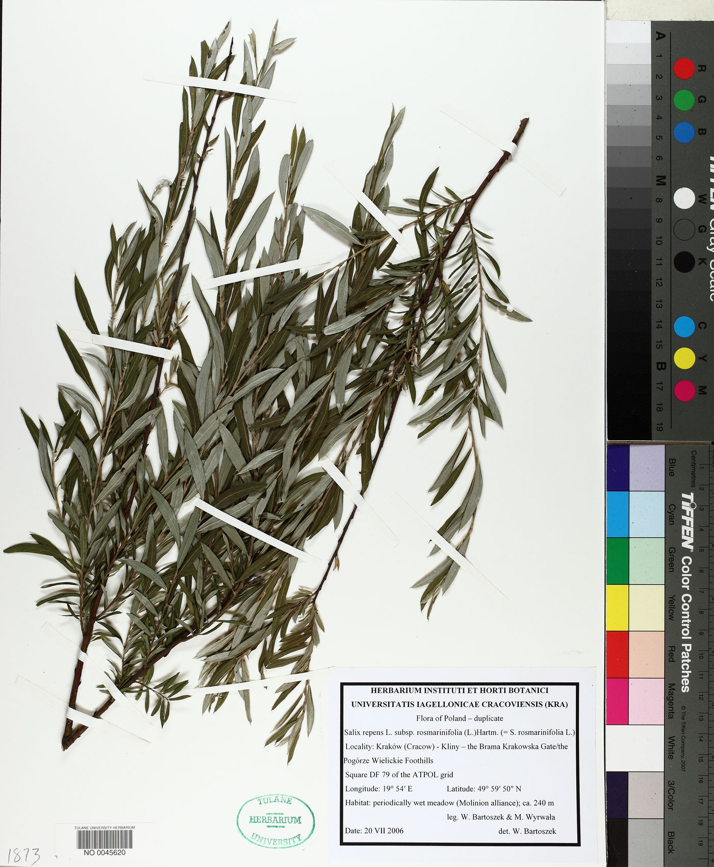 Salix repens subsp. rosmarinifolia image