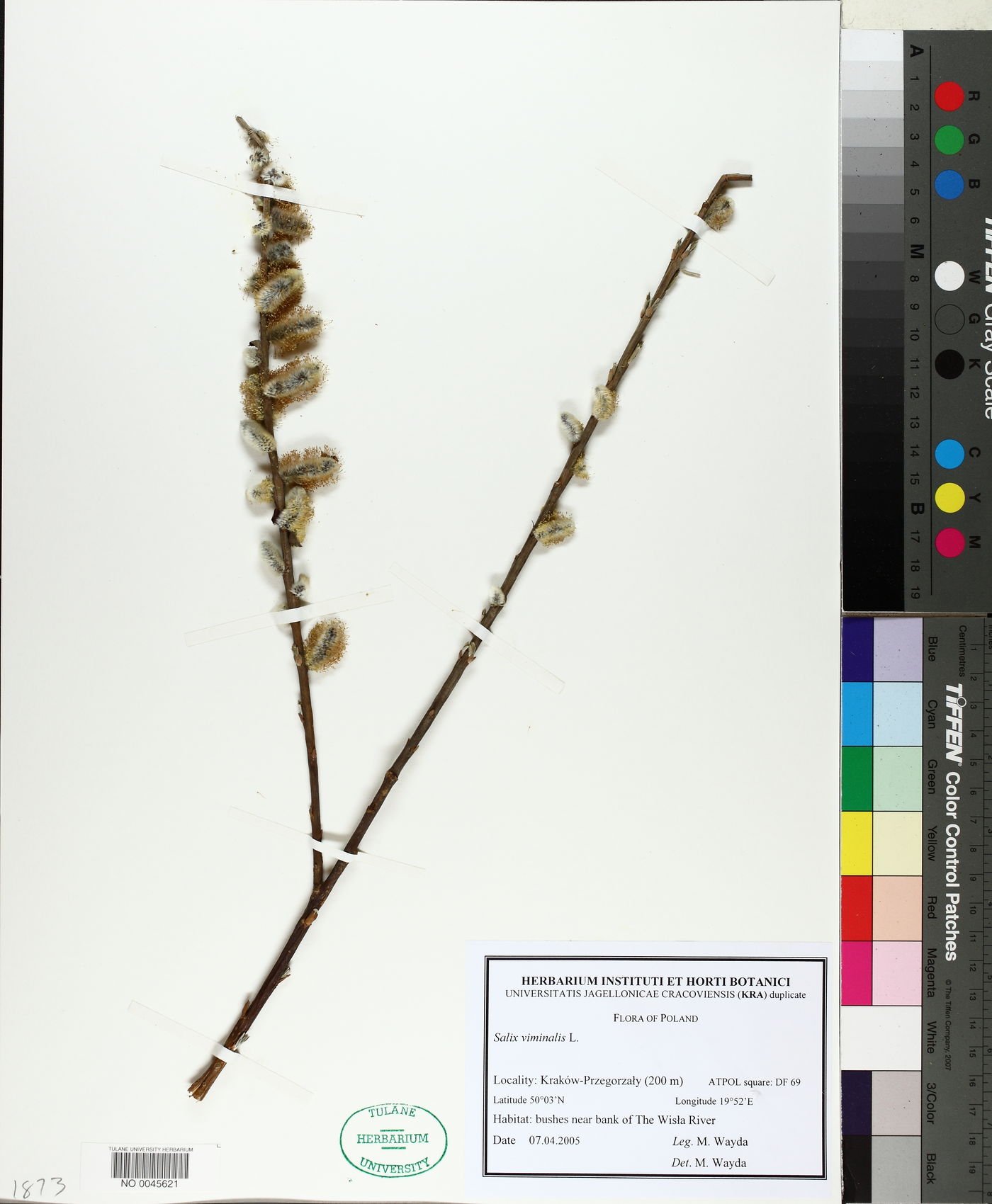Salix viminalis image