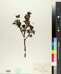 Salix myrsinites image