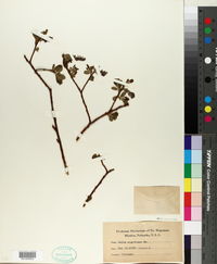 Salix nigricans image