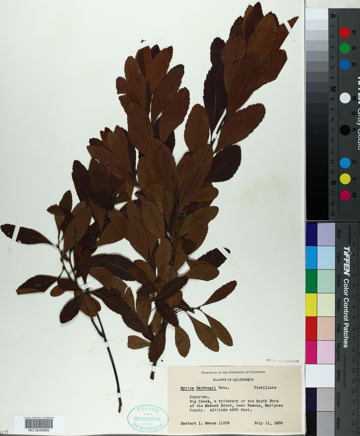 Myrica hartwegii image