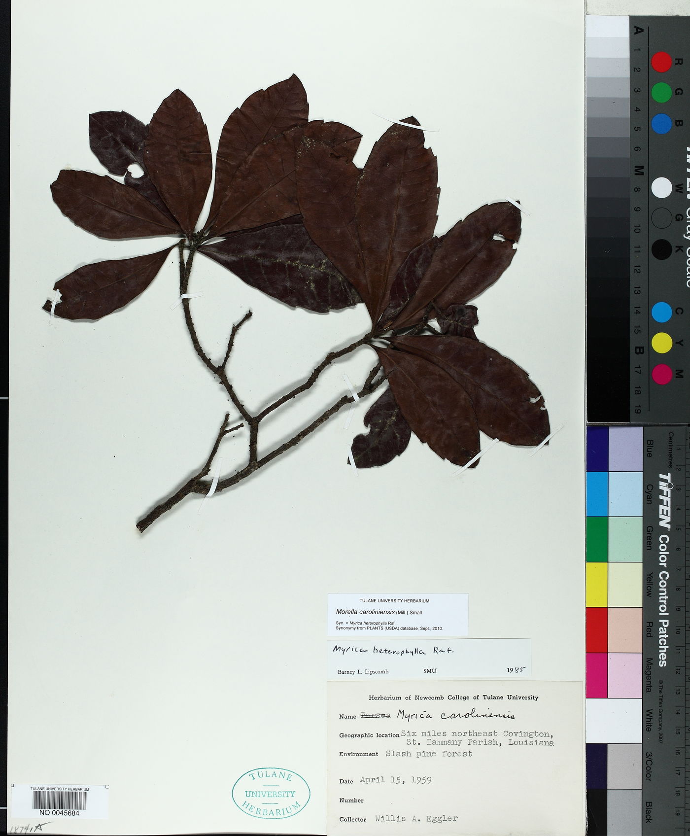 Morella caroliniensis image