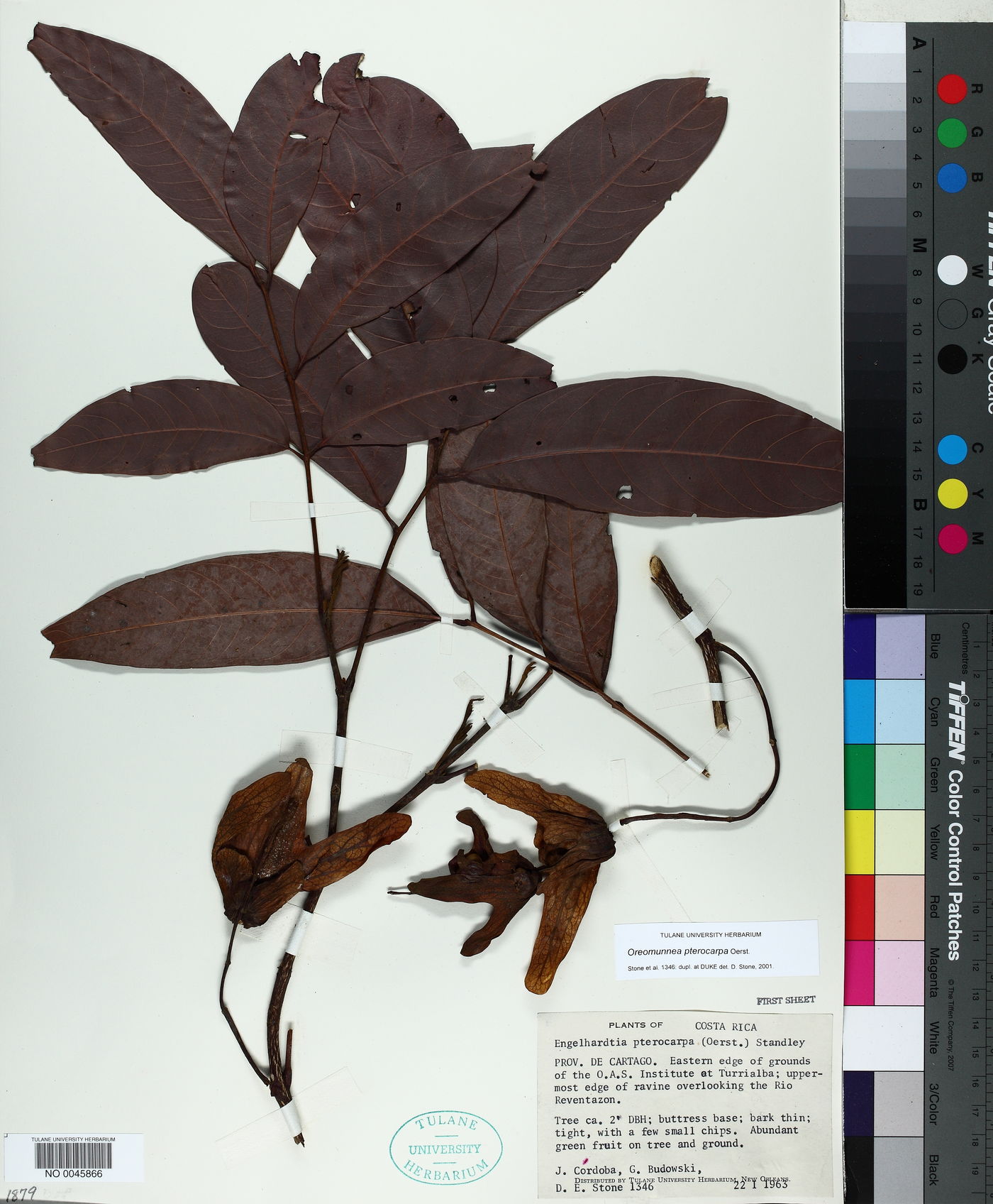 Oreomunnea pterocarpa image