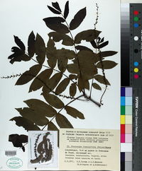 Image of Pterocarya fraxinifolia
