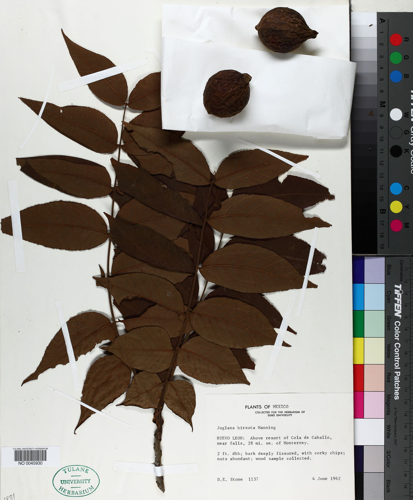 Juglans hirsuta image