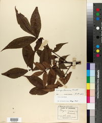 Carya texana image