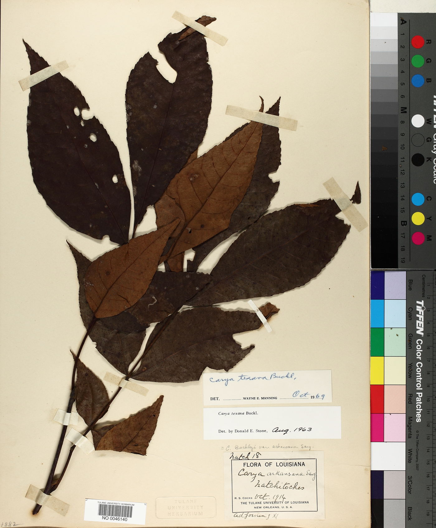 Carya texana image