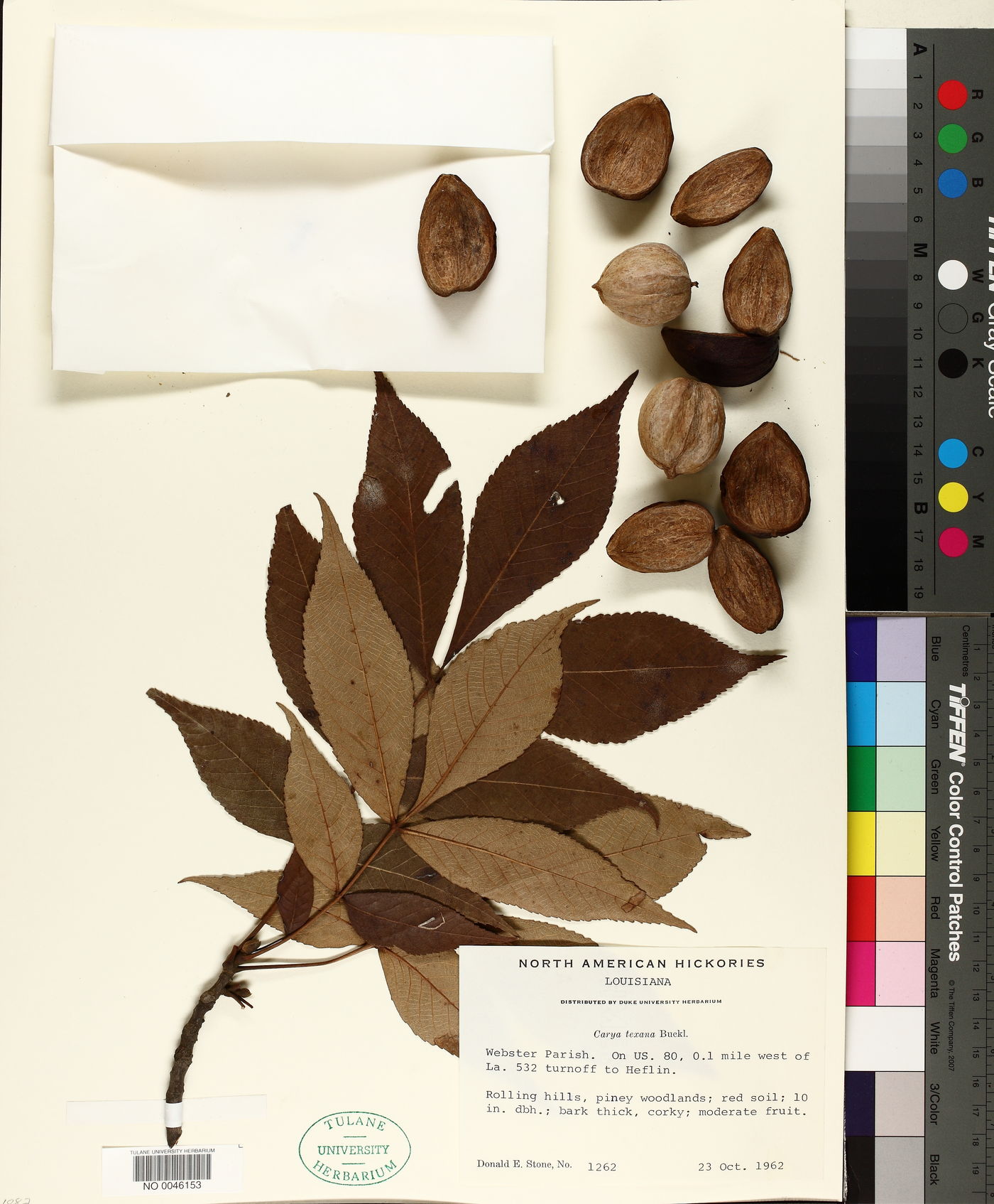 Carya texana image