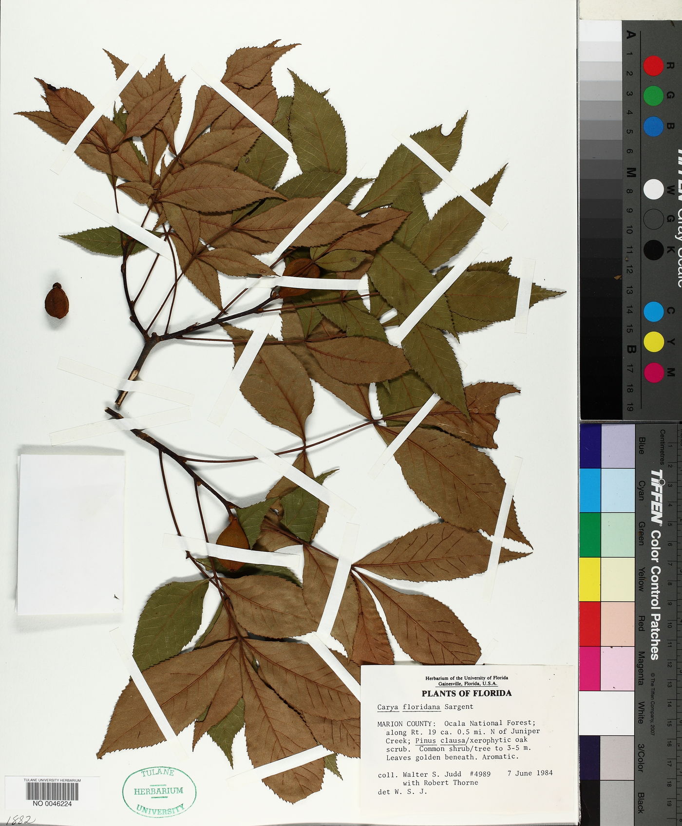 Carya floridana image