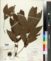 Carya aquatica image
