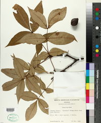 Carya texana image