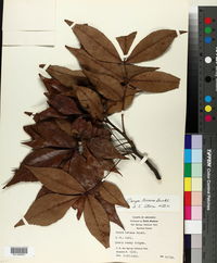 Carya texana image