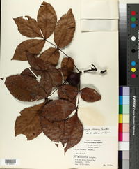 Carya texana image