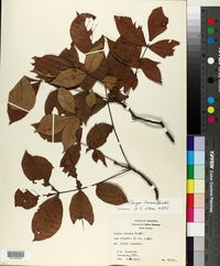 Carya texana image
