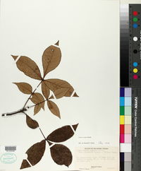 Carya texana image