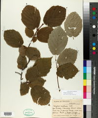 Corylus cornuta image