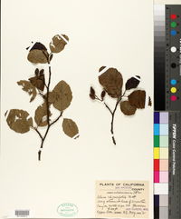 Alnus rhombifolia image