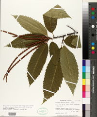 Castanea dentata image