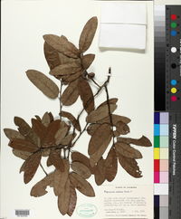 Image of Quercus x caduca