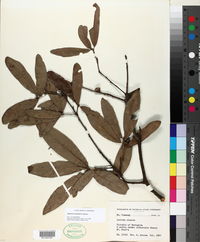 Quercus incana image