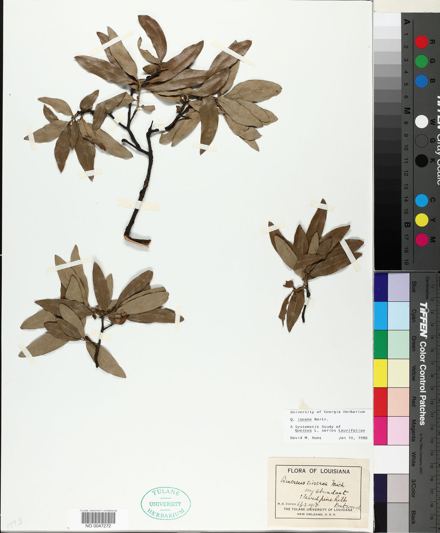 Quercus incana image
