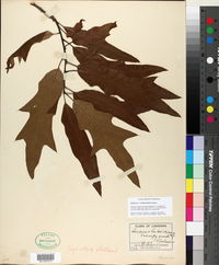 Quercus x ludoviciana image