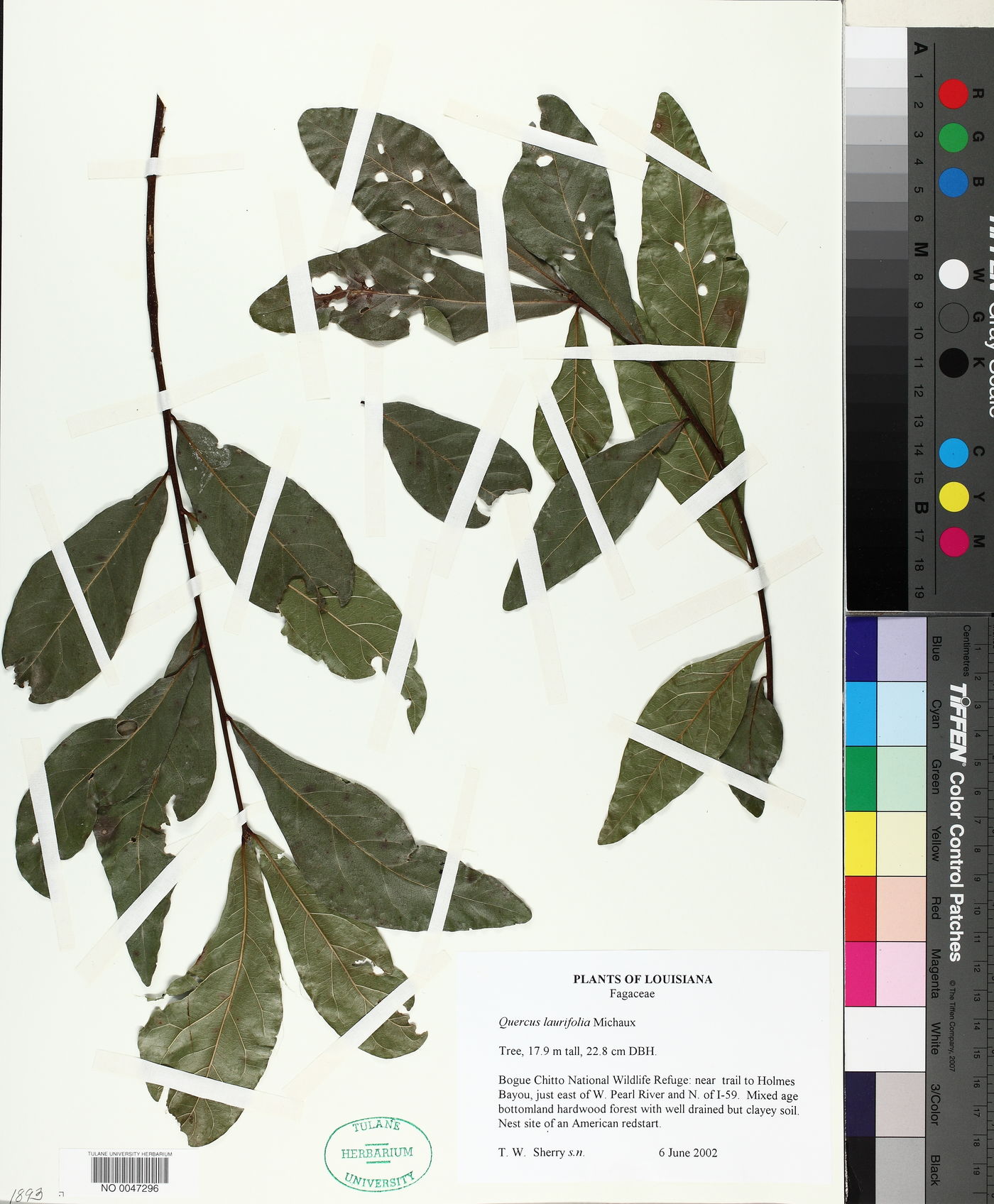 Quercus laurifolia image