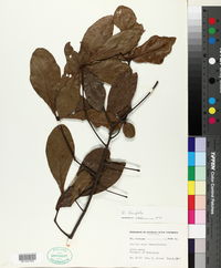 Quercus laurifolia image