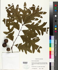 Quercus lyrata image