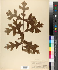 Quercus lyrata image