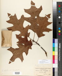 Image of Quercus texana