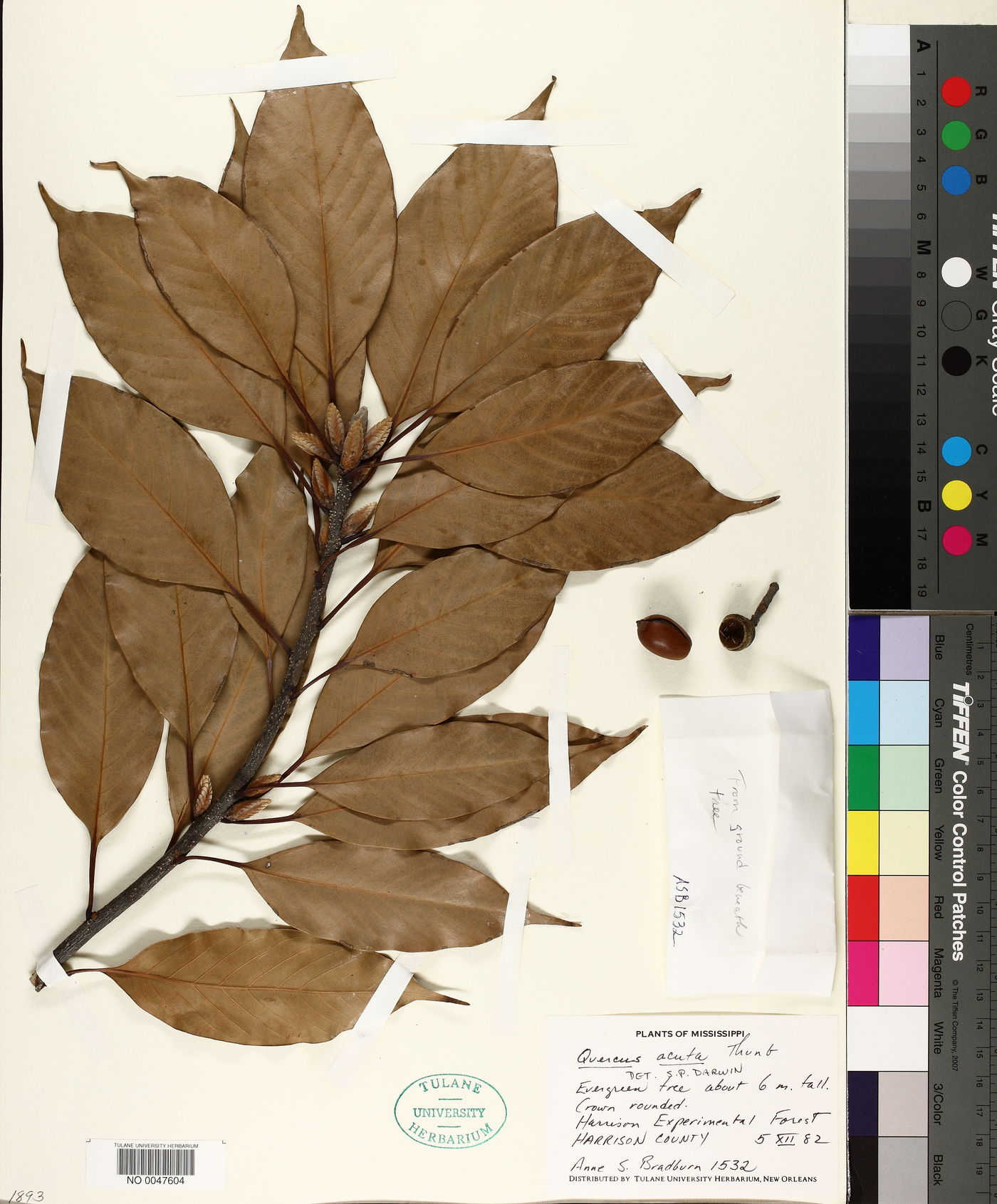 Quercus acuta image