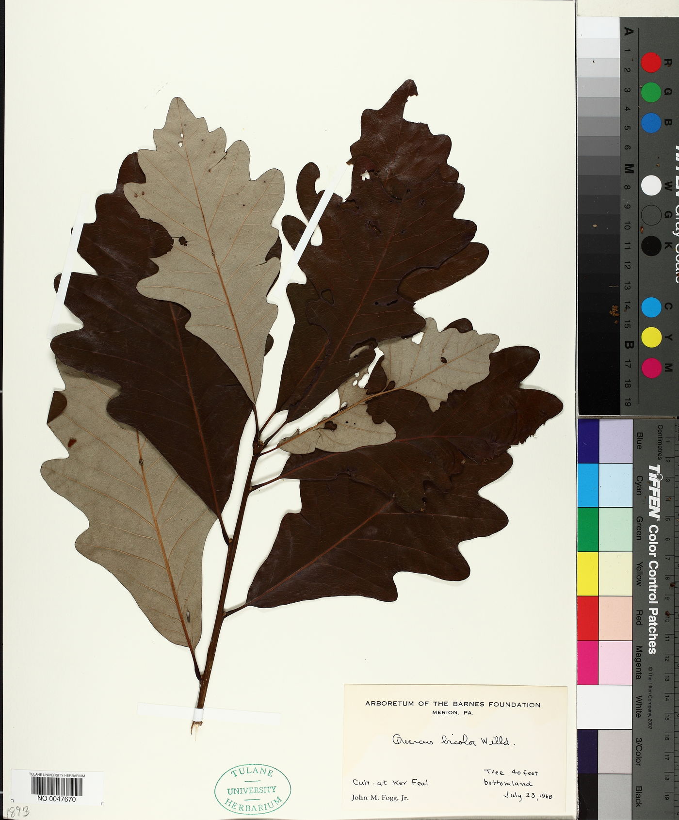 Quercus robur subsp. robur image