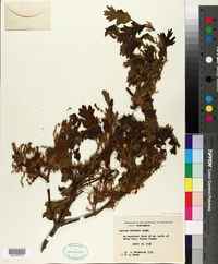 Quercus garryana image