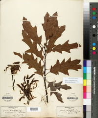 Quercus x heterophylla image